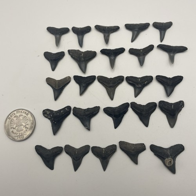 #ad 25 JEWELERY GRADE SHARK TEETH FOSSILS FROM VENICE FLORIDA $39.99
