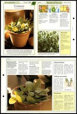 Costmary #93 Easy-Care Success With House Plants 1990 Fold-Out Card