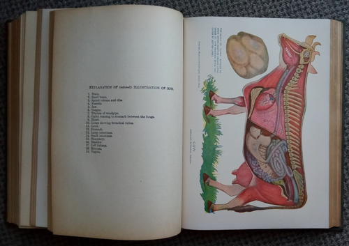 Antique 1923 Book: The Household Physician, A Twentieth Century Medica Volume II - Picture 21 of 24