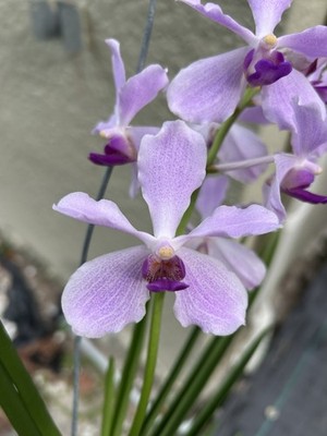 In Bloom Vanda Bleu Claire Semi Terete Vanda Sun Loving Orchid
