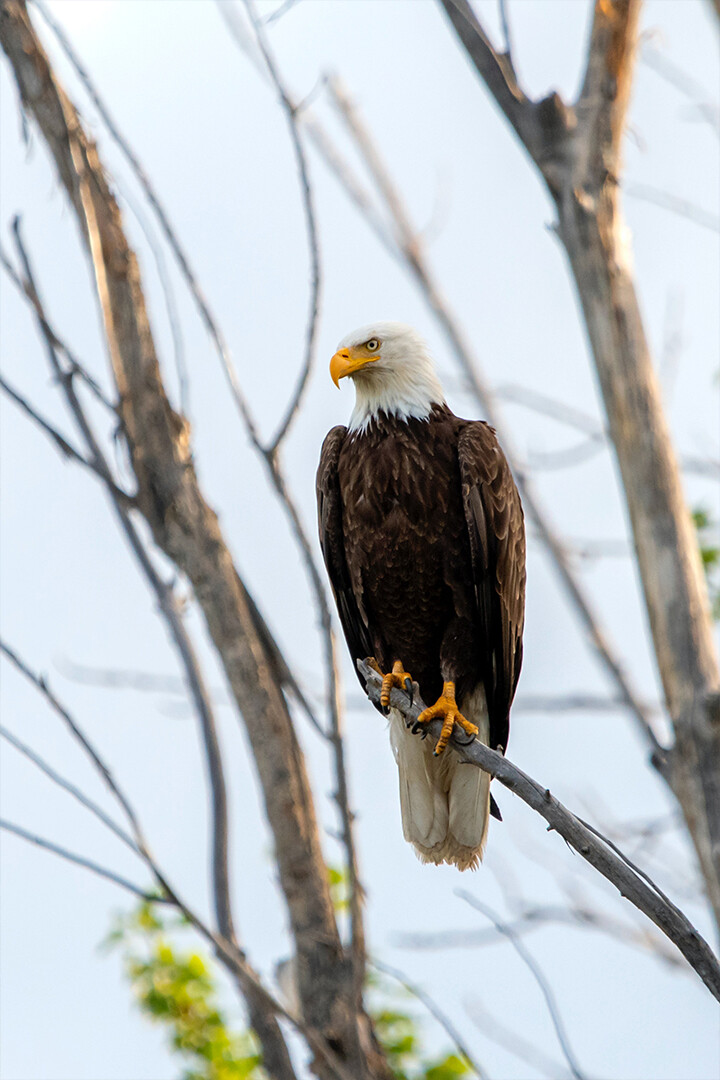 Eagle Standing On Pine Tree