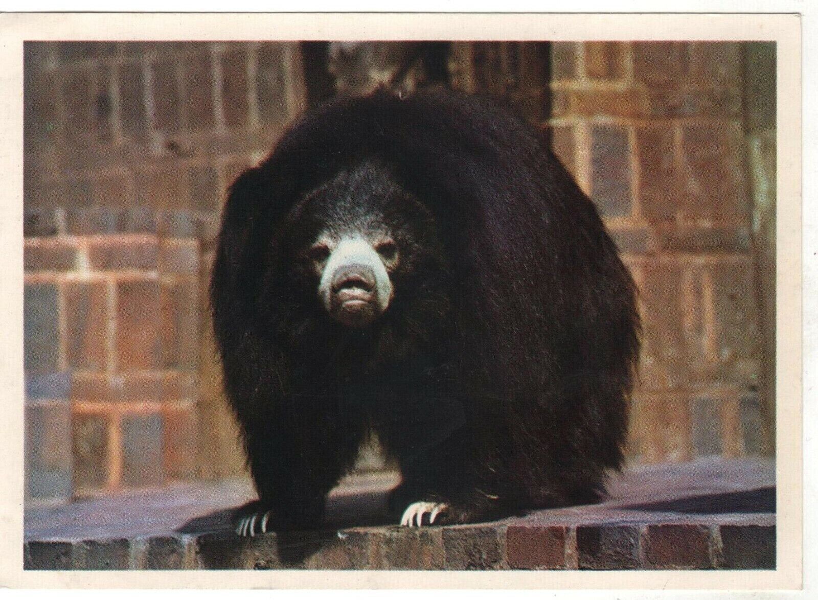 Sloth-bear Predator homeland of the forest India RUSSIAN POSTCARD Old