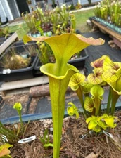 Sarracenia - Flava “Supermax” - Medium Division