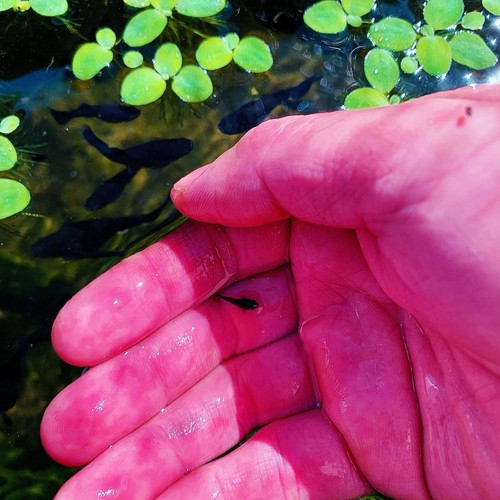 10 live guppy fry- full black Guppy - High Quality Live Guppy Fish US Seller - Picture 12 of 16