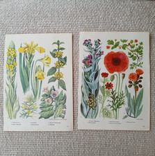 Daffodil Poppy Flowers Plants Botanical Vintage 1962 Book Print Wall