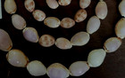 Lot of Caribbean Cowrie Shells Quantity 50 CS1 — photo 2