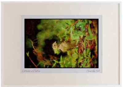 352080 Ring necked Pheasant Chick (about One Week Old) Watercolour Picture Fram