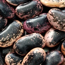 Scarlet Runner Bean Seeds  | NON-GMO | Fresh Garden Seeds