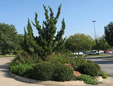 Hollywood Juniper Tree ( Kaizuka ) - Live Plant - ( 2.5 QT )