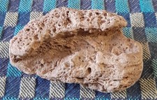 Beautiful TN Creek Trace Fossil Rock (3