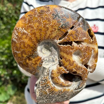 2LB Natural Fossil Snail Agate Fancy Cabochon Gemstones