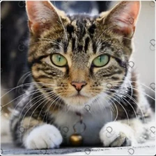 Cat Photo Digital Image Product Wallpaper Background Picture Art AI