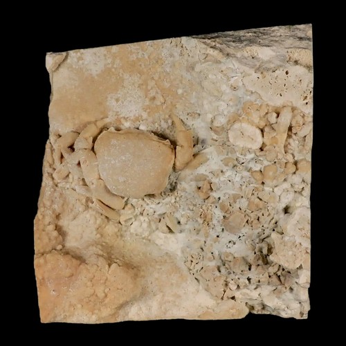 2.2" Potaman Sp Fossil Freshwater Crab In Travertine Denizli Basin Southwest - Picture 4 of 8