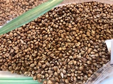 Eastern Red Cedar Tree Seeds (JUNIPERUS VIRGINIANA)