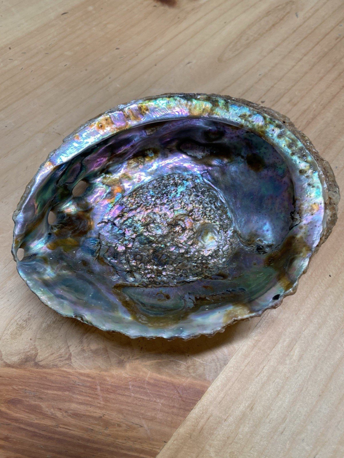 Natural Iridescent Abalone Shell Collectible