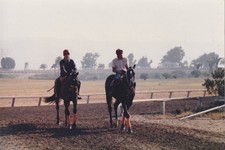 2 Race Horses Johnasset Found Vintage Photo Number 1866