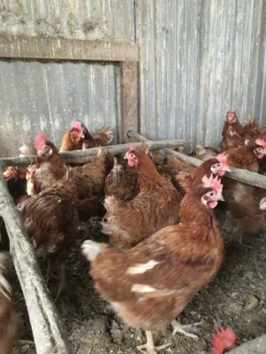 Laying Backyard Chicken 5 Livestock Gumtree Australia Yarra