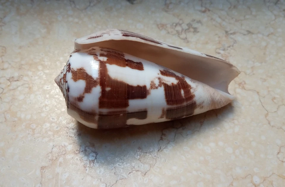 Conus Striatus RARE Beautiful Shells 97.6 mm red Sea shell nice Pattern SPECIMEN - Image 3 of 4