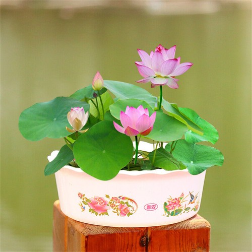 30x Samen Lotus Mix Blumen Bonsai handverlesen Wasserpflanzen Wassergarten Lotus - Bild 9 von 12