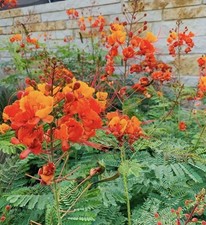 Dozen 12 Poinciana Seeds RED BIRD OF PARADISE, MEXICAN C. pulcherrima USA Sell