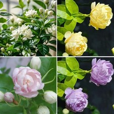 Mixrug Mix Climbing Double Jasmine Seeds for Planting, 290 pcs Perennial Fragran