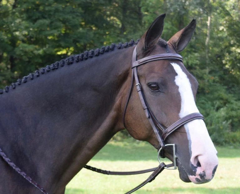KL Select Spruce Hunter Bridle - Thumbnail 5