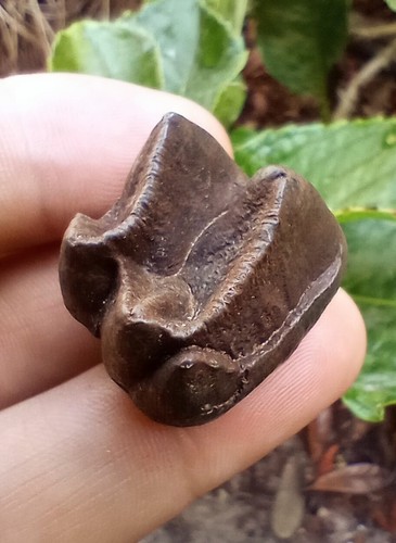 Florida Fossilized Ice Age Tapir Tooth. Ice Age Fossil. Condition, Color & Size! - Picture 3 of 6