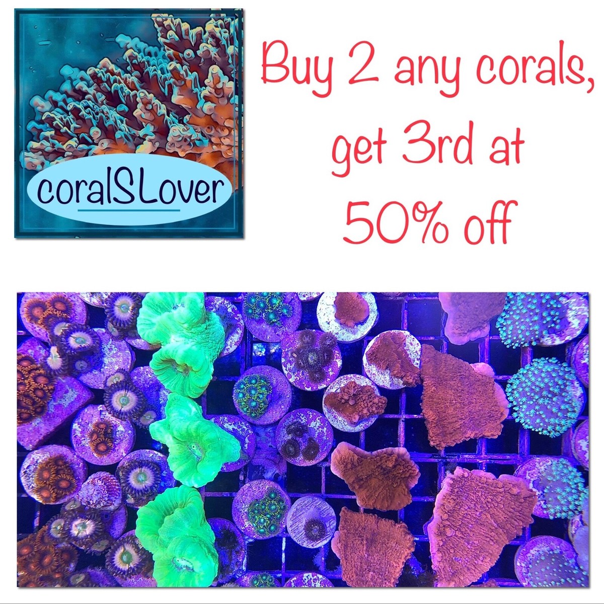 live coral Green Star Polyps 