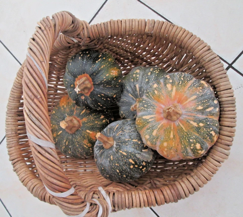 12 Pumpkin Seeds "Kabocha /Mini Jap" Grow your own - Fresh is Best -Free Postage - image 4 of 4