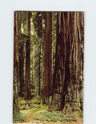 #ad #ad Postcard Pepperwood Flat on the Avenue of the Giants California USA $3.49