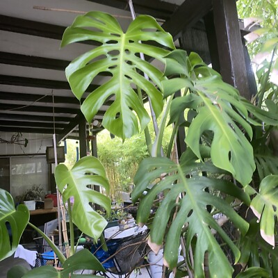 monstera deliciosa plant for sale Monstera deliciosa, Split leaf – Plant Material main image 0