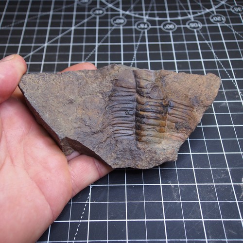 431 g Czech Trilobite Hydrocephalus minor Cámbrico Fósiles Dino 1040 - Imagen 2 de 8