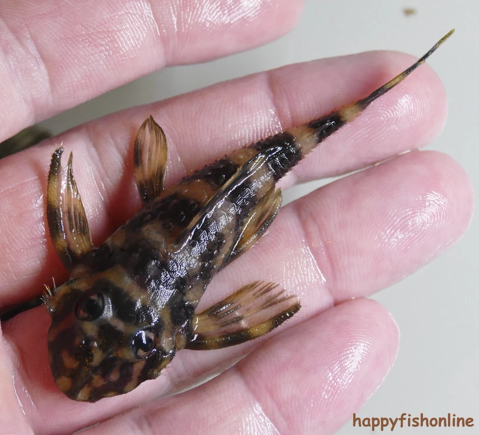BREEDING PAIR OF L052 ATABAPO BUTTERFLY PLECOS! CHAMELEON LIKE FISH! WC 8-10 CM - Image 3 of 4
