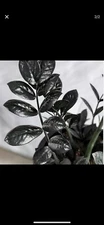 Black Reven Zz Plant In Pot 