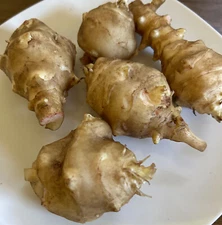 PREORDER SPRING SHIP: 3 White Mammoth Jerusalem Artichoke Tubers for Planting