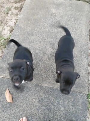 free staffy puppies