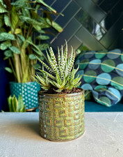 SET GREEN Pot + HAWORTHIA Plant | Stylish Design | Squares Pattern | Gift Idea
