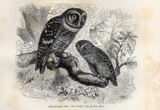 1894 Piccola Stampa Antica = CIVETTA NANA = Uccelli Rapaci = OLD PRINT