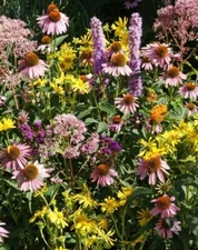 NATIVE FLOWER MIX FOR MONARCHS w/ MILKWEED Butterflies Non-GMO USA 1000 Seeds!