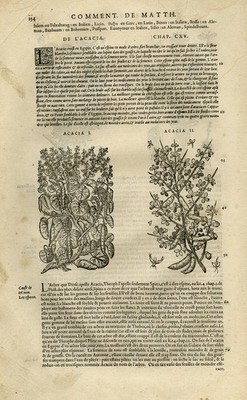 Antique Print-Botany-Acacia-Box tree-Spindleberry-Mattioli-p. 134-Anonymous-1572