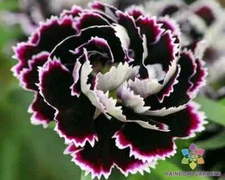 200+ Black & White Chianti Carnation Seeds for Garden - USA - FREE SHIPPING!