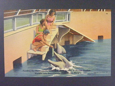 Marineland Florida FL Marine Studios Porpoise Dolphins Linen Postcard 1940s Vtg