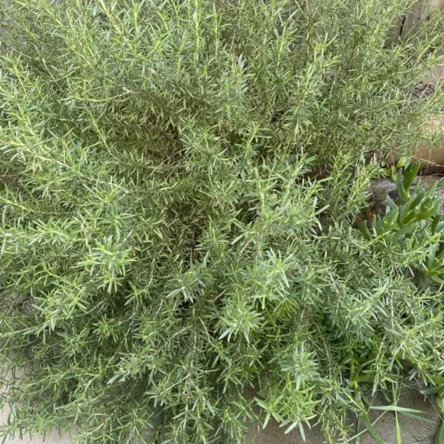 Organic Rosemary, Locally Grown, 2 Bunches