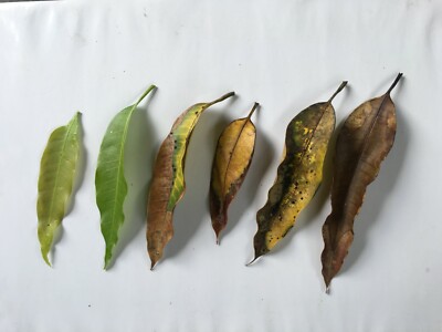 Natural 100% Fresh Dried Mango Leaves Tea Leaf Pure Organic 250g Free Shipping