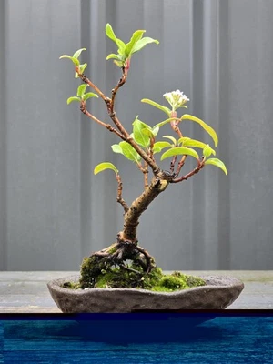 Viburnum Bonsai FREE EXPRESS POST As It Is With The Pot - image 1 of 4