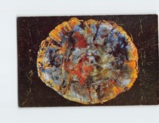 Postcard Petrified Log Petrified Forest National Monument Arizona USA