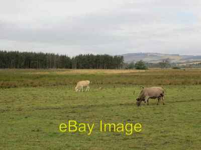 Photo 6x4 Cattle near Easter Kilwhiss There is a lot of wetland here stil c2013