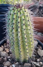 Stenocereus thurberi Organ Pipe National Monument 86