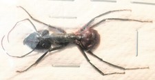 Hymeoptera Formicidae sp 25-28mm from MALAYSIA - #3037