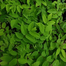 Butternut Tree, 2 year bare root seedling (Juglans cinerea)